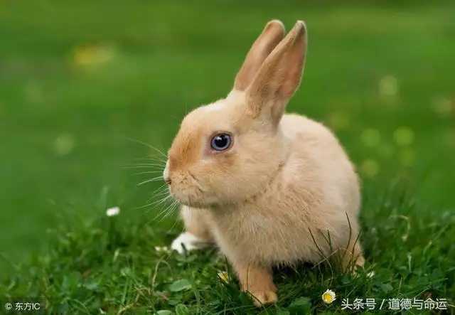 1、生肖兔的男和什么属相最配:属兔的男人和什么属相最配？