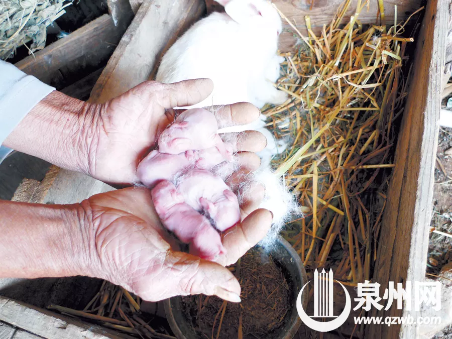 3、虎好還是兔好我是87年兔農曆十月，老公87年兔農曆5月，想問要兔寶寶好，還是虎寶寶好，哪個月份好