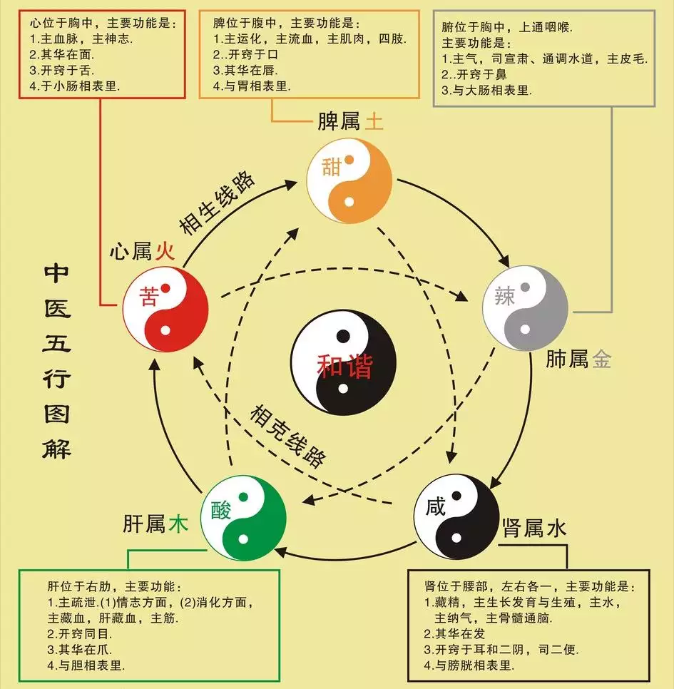 五脏六腑的五行