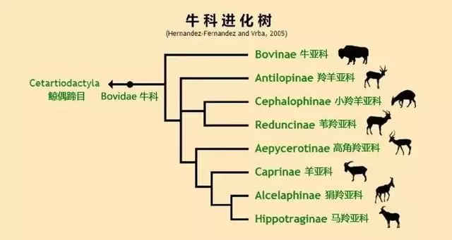 屬羊的可以生牛寶寶，父母屬猴生牛寶寶好嗎
