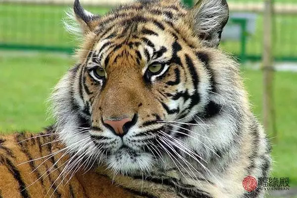 今年属虎的人运势如何，2022年属虎全年运势女