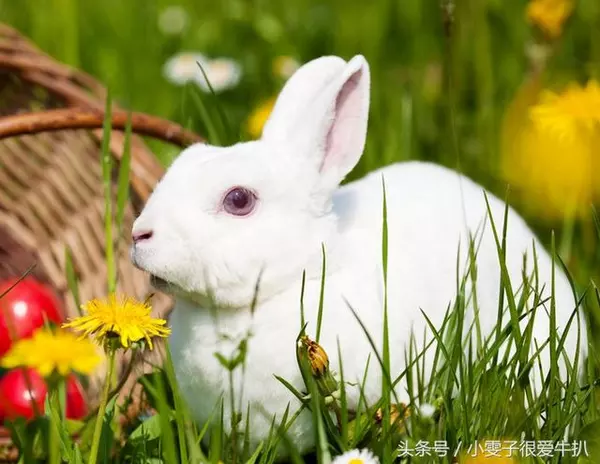 3、属兔的婚配禁忌:属兔的忌什么属相