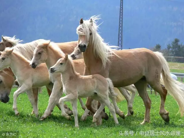 生肖羊與馬相配嗎，屬馬和屬羊的合不合