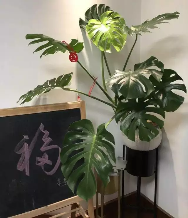 998屬虎最忌幾月出生，1998年屬虎人一生命運"