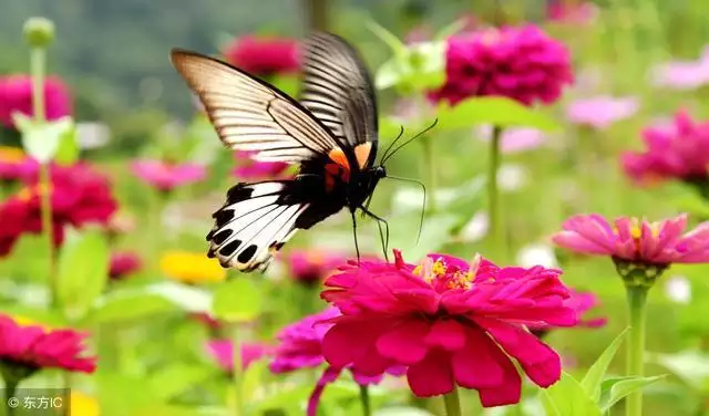 属牛几月生是一等命，三月生人为八败是什么意思