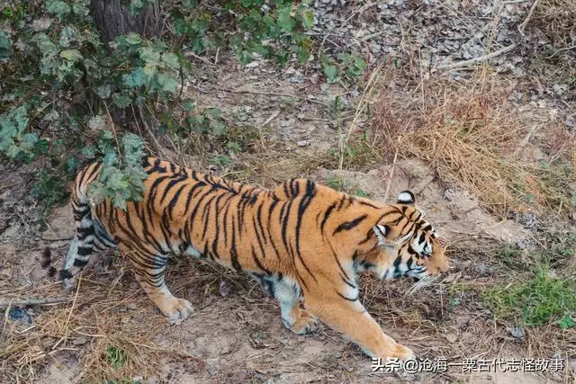 986年虎女一生婚姻状况，86年女苦命虎婚姻"