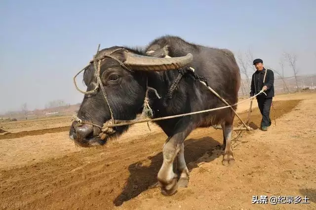 属牛的今年佩戴什么更好，属牛2022 年运势