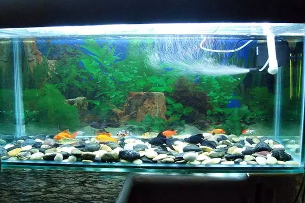 3、家庭養魚養幾條**:家裡養魚養多少條最合適？
