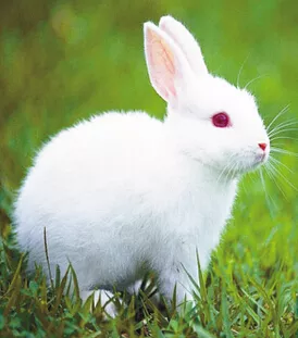 7年屬兔女下半年運勢,屬兔人1987年下半年運勢咋樣"