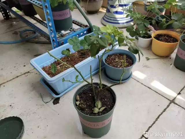 幾月的雞是爛雞，春天出生的雞好不好