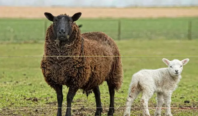 屬羊的都是哪年出生,屬狗的都是哪年出生的