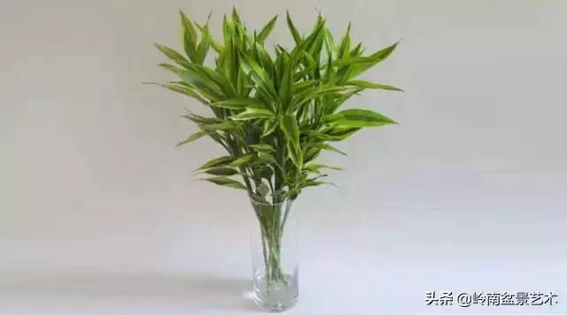 983年屬豬配什麼旺財呢，1983屬豬更佳配偶"
