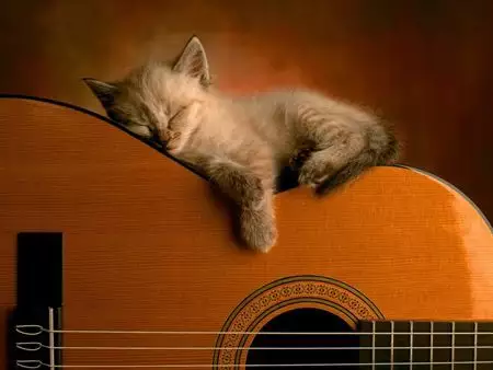 6、猫石对话下周运势:猫石对话运势怎么看？？什么一月二月啊？谁能说说具体对应办法
