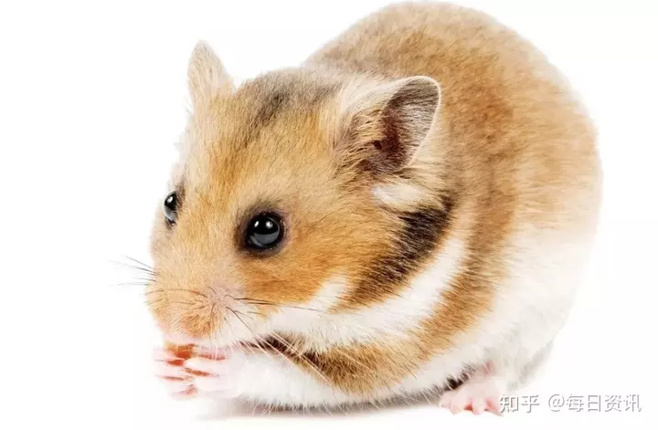 2、年屬鼠有兩喜纏身:年屬鼠人的全年運勢怎麼樣？