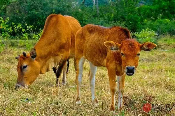 5属牛女的婚姻与命运，85属牛男的婚姻与命运"