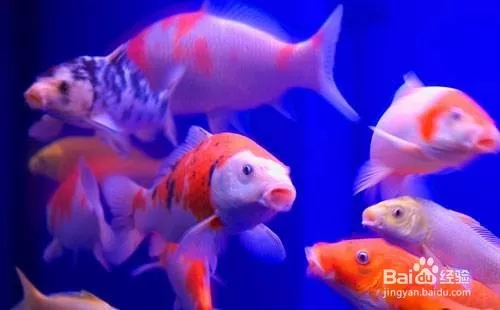 2、家裡養魚養幾條魚旺財:家中魚缸養魚養幾條好？養什麼魚？