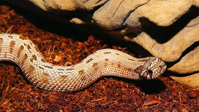 3、5種徵兆要發財夢見蛇:夢見蛇是什麼徵兆啊？