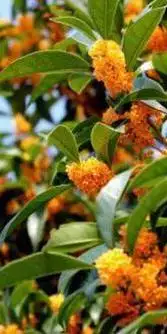 1、烧香出现丹香好不好:给财神上香出现供香和丹香怎么理解。应该如何？