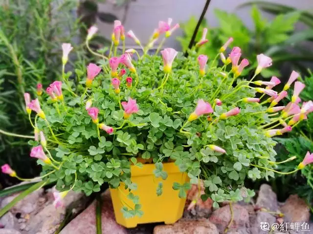 幾月的雞是爛雞，春天出生的雞好不好