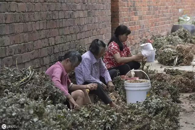 雞猴不到頭我爸媽就是，屬雞人一生最克誰