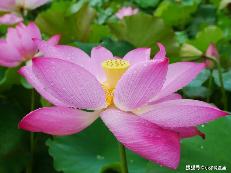 4、女儿属狗找对象什么属相:属狗的女孩和什么属相最配