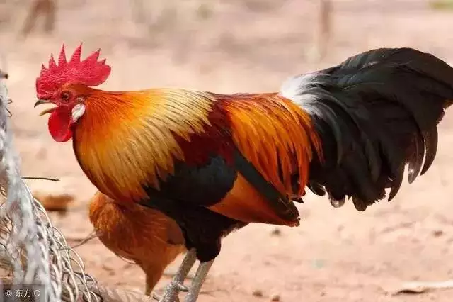 966馬和1967羊相配嗎，67年羊人2022