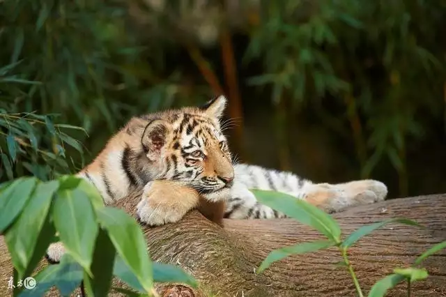 6年属虎的三大劫难女,86年虎女一生大劫年"