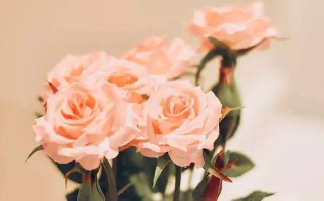 4、79年屬羊43歲有桃花運:屬羊女79年的桃花運