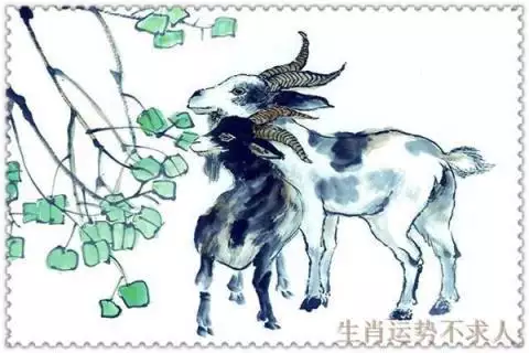 屬羊的人什麼命，91年屬羊女命太苦了