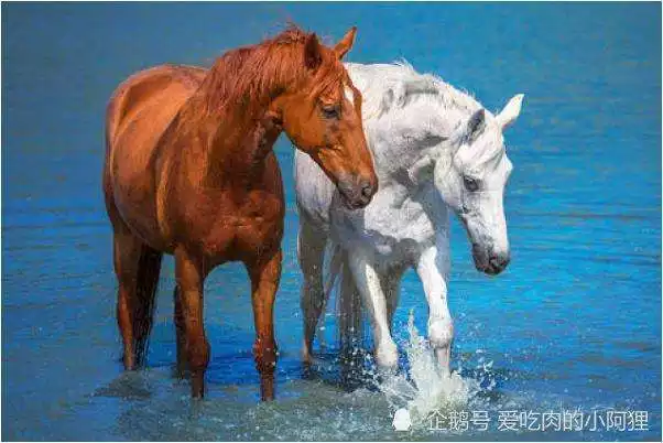 屬馬和屬羊的生肖在一起怎麼樣,1990女馬和1991男羊相配嗎