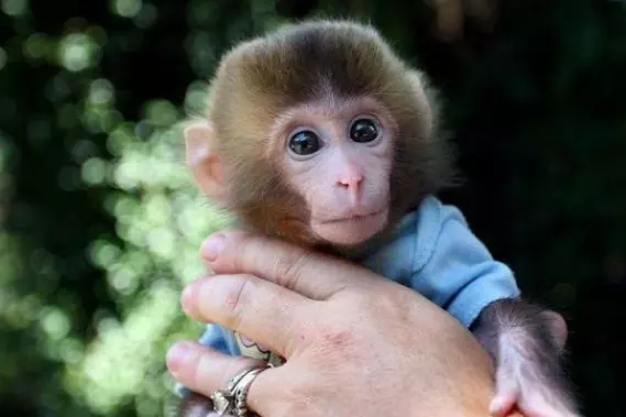 屬猴人一生最克誰,屬猴一生的貴人和剋星