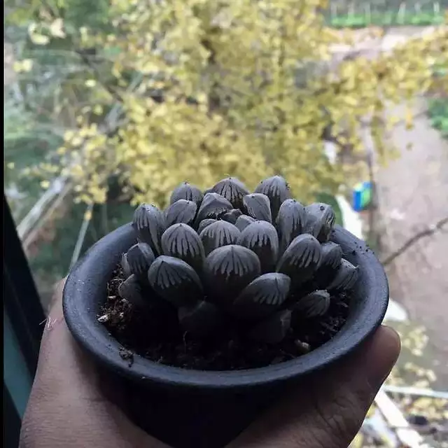 年偏财运最旺的生肖：12生肖哪年偏财运最好