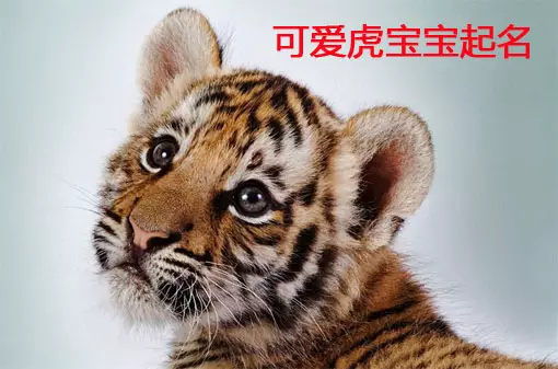 3、最旺屬虎人的5個数字:屬虎的，用什麼数字組合的手機號碼最吉利，請高人指點謝謝