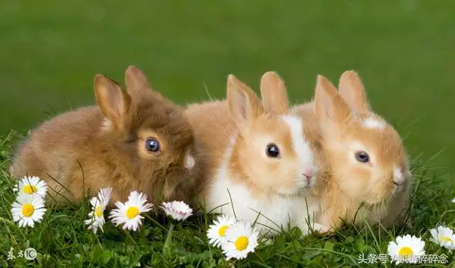 屬兔今日財運和運勢好不好,1975年屬兔人的財運