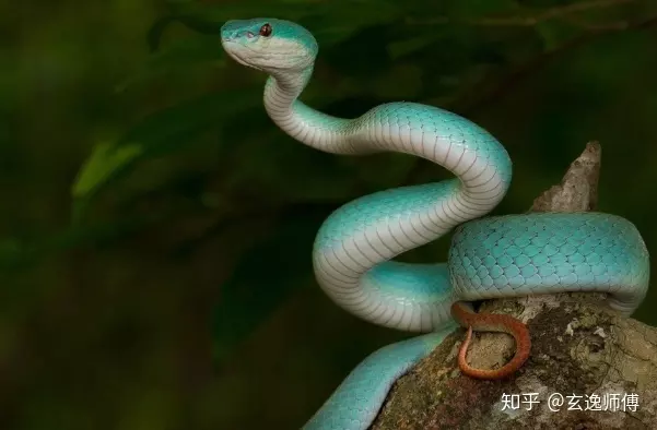 3、77年蛇是沙中土命還是火命:77年屬蛇是火命還是土命 哪一個是準確的