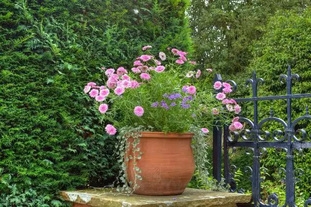 生肖屬馬的年份表，屬相馬的年份年齡