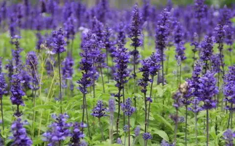 6年七月的虎女命运，生肖虎出生年月日"