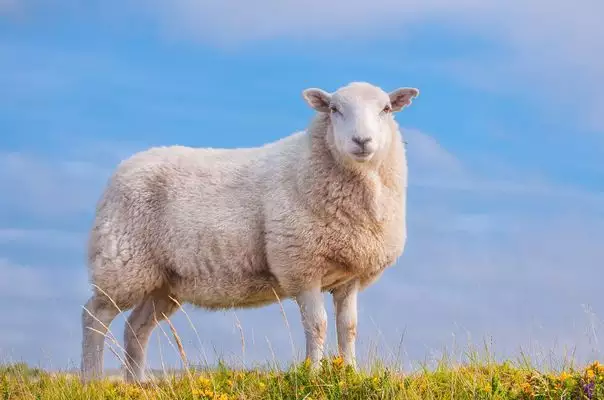 屬羊的貴人屬什麼更好，男屬羊女屬馬的婚姻好不好