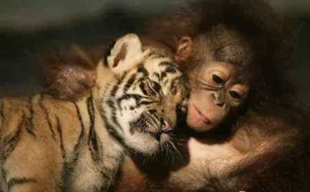 9、虎猴一家不贵必富:属相猪虎猴在一家相冲吗