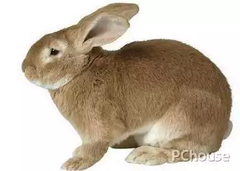 6、属兔的吃兔肉运势好:我属兔的，能吃兔肉吗