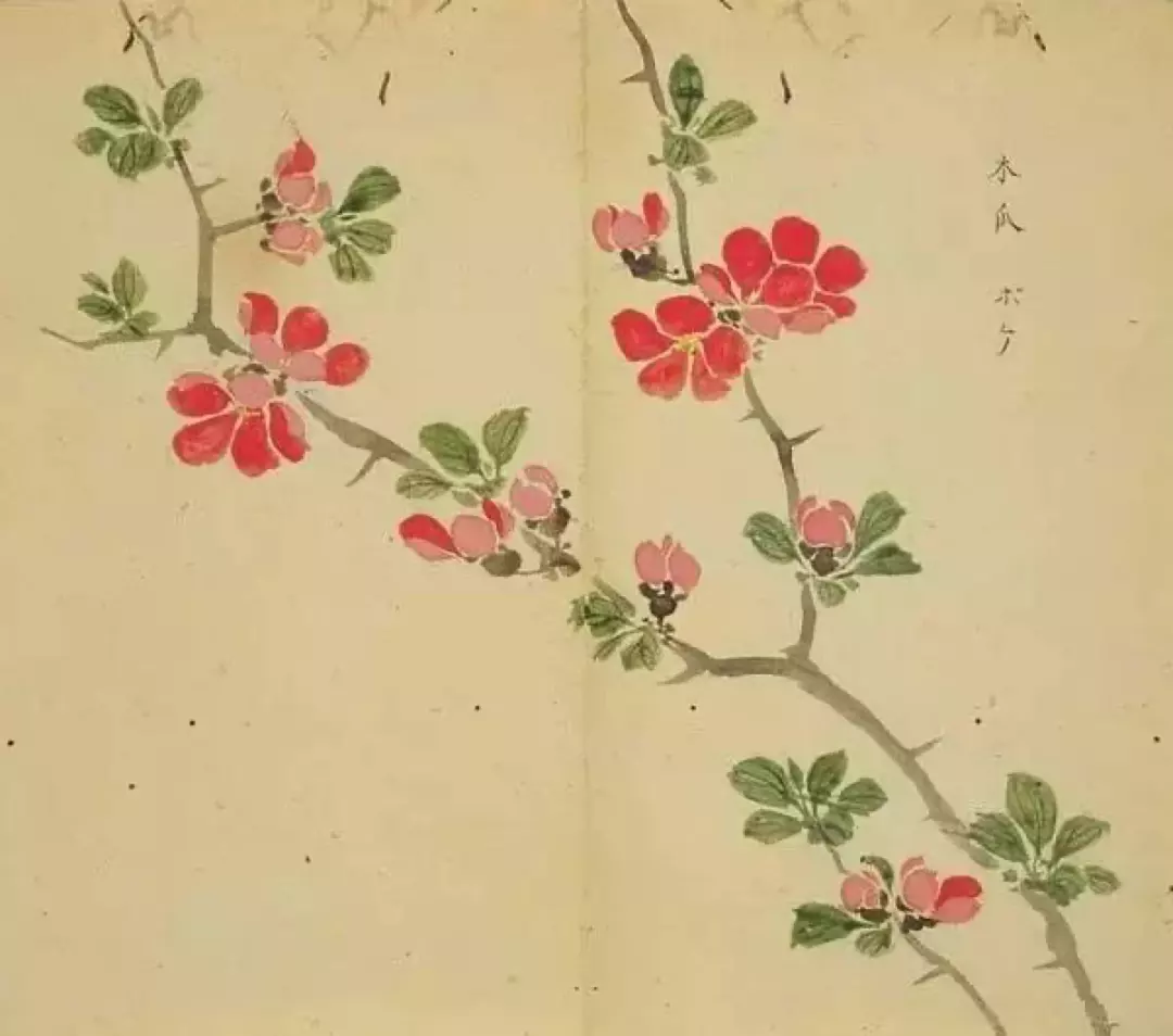 2、二十四香谱图解大图香吉士:五根香24香谱