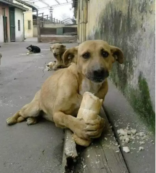 羊的一生有三坎,屬羊今年有個坎