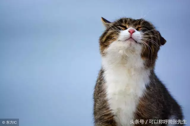 屬羊的男人和什麼屬相的最合適，屬羊和什麼屬相合