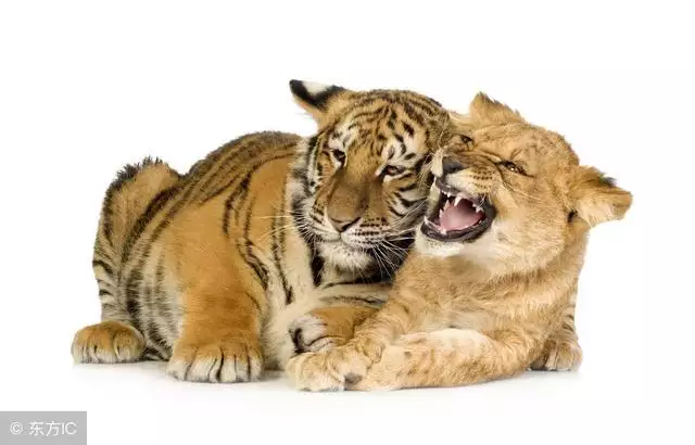 2年属虎的今天财运怎么样,66年属马今天财运方位"