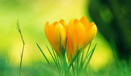 羊在風水中代表什麼，羊代表什麼象徵意義