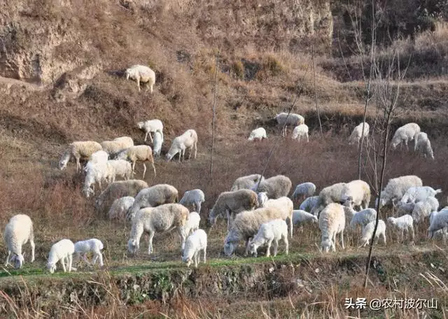羊和羊生什麼寶寶更好，虎年出生的寶寶起名