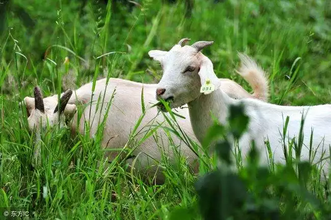 屬羊女哪月出生命最苦,1979年屬羊的幾月命苦