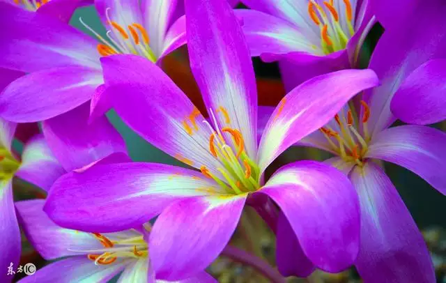 虎年生子跟哪個屬相相衝,虎爸和虎女兒會相剋嗎