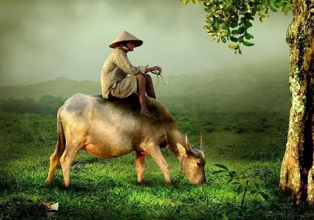 為什麼不能找屬羊的男人,牛和羊在一起對誰不利