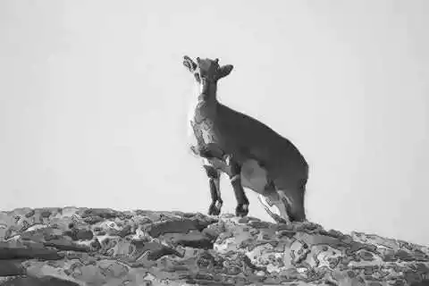 943年屬羊人終身壽命,1955年柱羊刃能活多少歲"